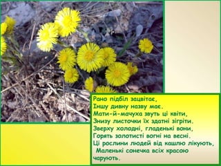 первоцвіти | PPT