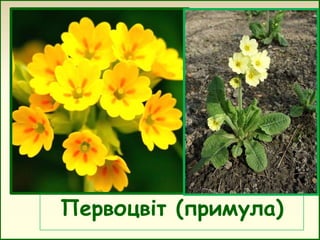 Первоцвіт (примула)

 