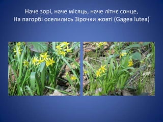 Наче зорі, наче місяць, наче літнє сонце,
На пагорбі оселились Зірочки жовті (Gagea lutea)

 