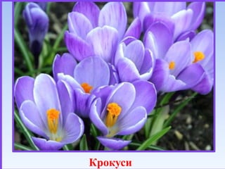 Крокуси

 