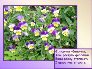 Є лісочки –балочки,
Там ростуть фіалочки.
Вони весну стрічають
І щиро нас вітають.

 