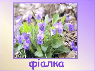 фіалка

 