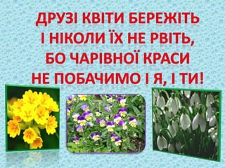 первоцвіти