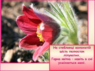 На стеблинці волохатій
шість пелюсток
лілуватих.
Гарна квітка – навіть в сні
усміхається мені.

 