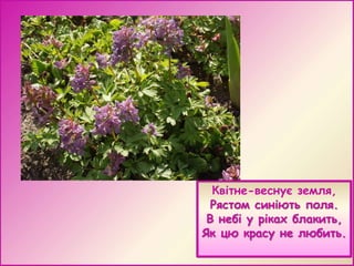 Квітне-веснує земля,
Рястом синіють поля.
В небі у ріках блакить,
Як цю красу не любить.

 