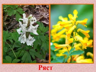 Ряст

 