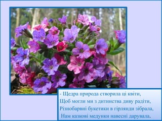 - Щедра природа створила ці квіти,
Щоб могли ми з дитинства диву радіти,
Різнобарвні букетики в гірлянди зібрала,
Нам казкові медунки навесні дарувала.

 