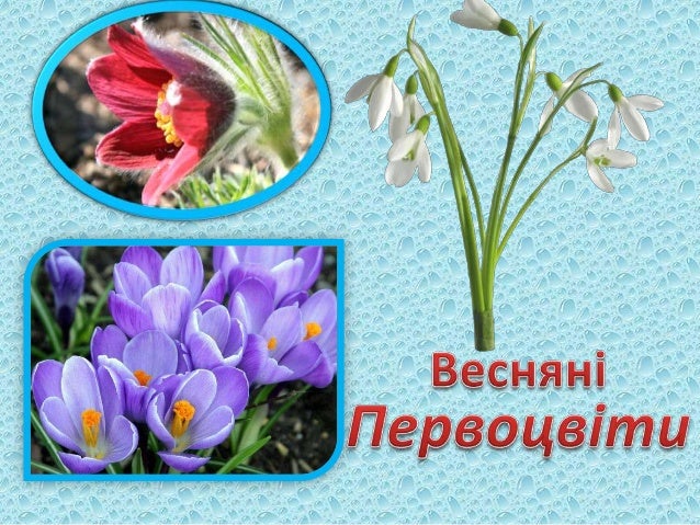 первоцвіти