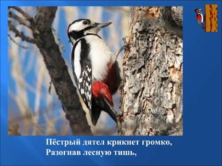 Пёстрый дятел крикнет громко,
Разогнав лесную тишь,

 