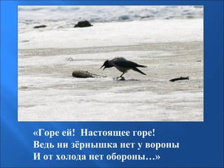 «Горе ей! Настоящее горе!
Ведь ни зёрнышка нет у вороны
И от холода нет обороны…»

 