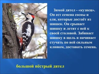 Зимой дятел - «кузнец».
Он ест семена сосны и
ели, которые достаёт из
шишек. Он срывает
шишку и летит с ней к
своей столовой. Забивает
шишку в щель и начинает
стучать по ней сильным
клювом, доставать семена.

большой пёстрый дятел

 