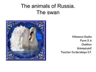The animals of Russia.
The swan

Nikonova Dasha
Form 5 A
Chekhov
Gimnasium2
Teacher:Sviderskaya I.P.

 