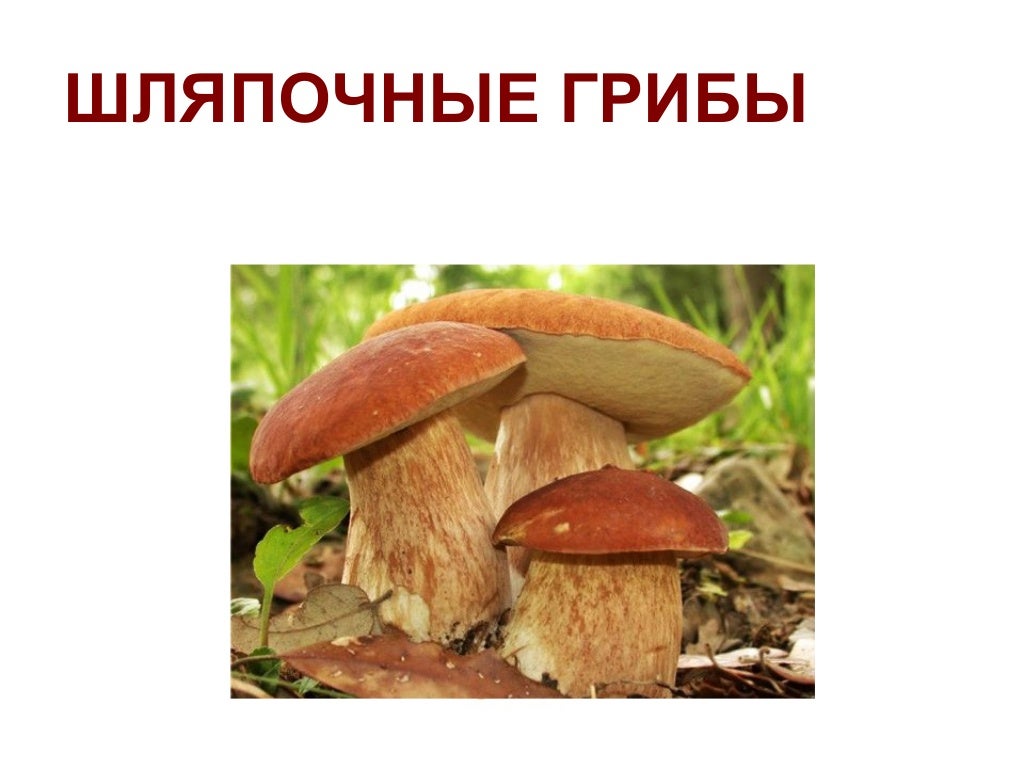 Шляпочный гриб и дерево. Шляпочные грибы отделы. Не Шляпочные грибы. Шляпочные грибы картинки. Шляпочный древесный гриб.