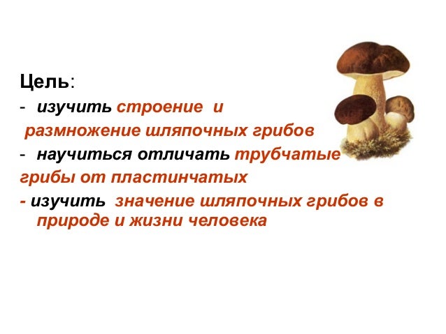 Схема строения гриба 3 класс Shtampik.com
