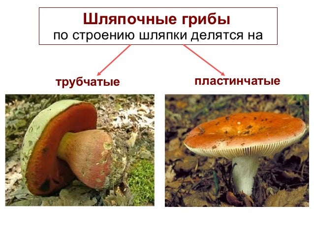 Трубчатые и пластинчатые грибы. К пластинчатым грибам относятся. Строение пластинчатых грибов