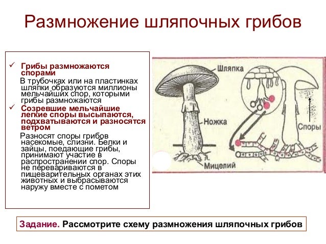 Для грибов характерен рост. Размножение шляпочных грибов схема. Цикл размножения шляпочных грибов. Шляпочные грибы классификация. Размножение шляпочного гриба схема.