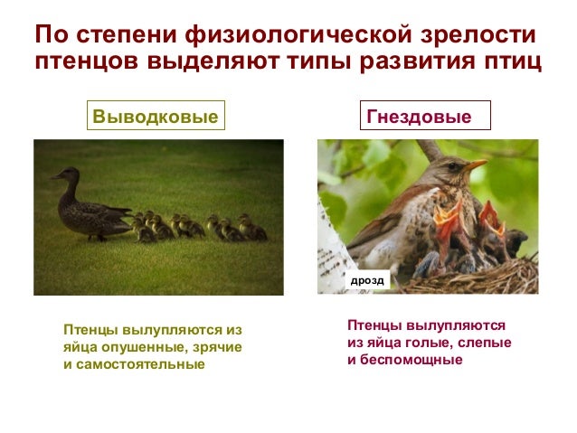 Выводковые и птенцовые птицы. Выводковые и птенцовые птицы примеры. Выводковые и гнездовые. Птицы по типам развития птенцов.