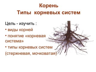 Корень
Типы корневых систем
Цель - изучить :
• виды корней
• понятие «корневая
система»
• типы корневых систем
(стержневая, мочковатая)

 