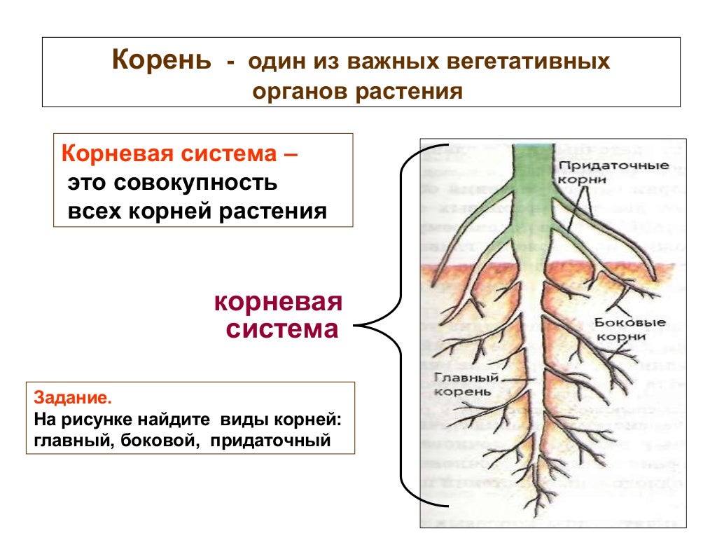 Корень вегетативный орган растения. Корень диска.
