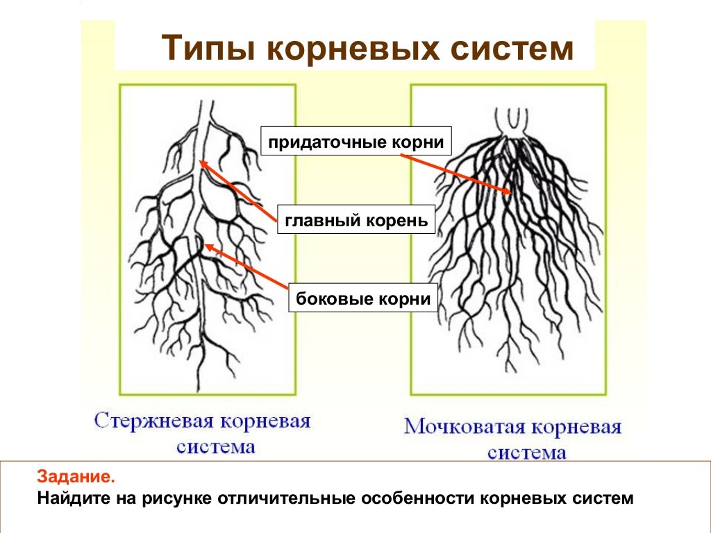 К какому классу относится растение корневая система. Типы корневых систем стержневая и мочковатая. Типы корневых систем рисунок. Корневая система стержневого типа.