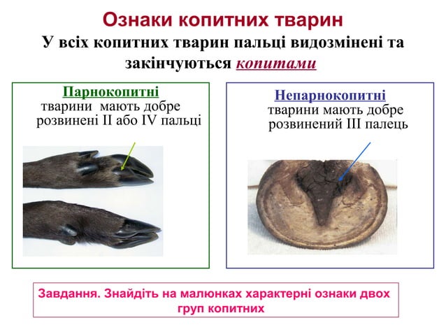 плацентарні ссавці | PPT