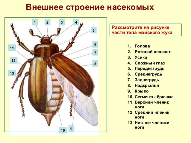 внешнее строение насекомых