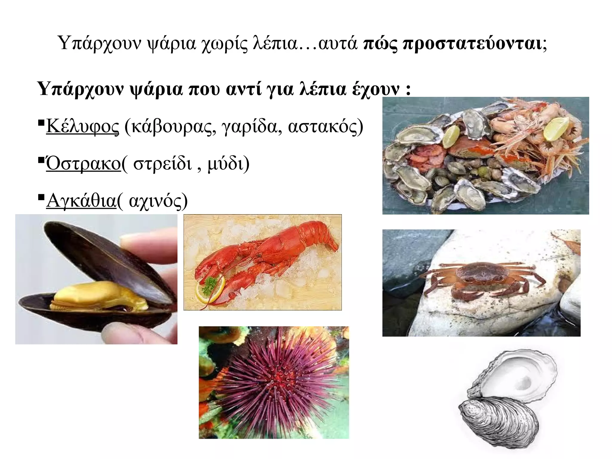 Υπάρχουν ψάρια χωρίς λέπια…αυτά πώς προστατεύονται;
Υπάρχουν ψάρια που αντί για λέπια έχουν :
Κέλυφος (κάβουρας, γαρίδα, αστακός)
Όστρακο( στρείδι , μύδι)
Αγκάθια( αχινός)
 