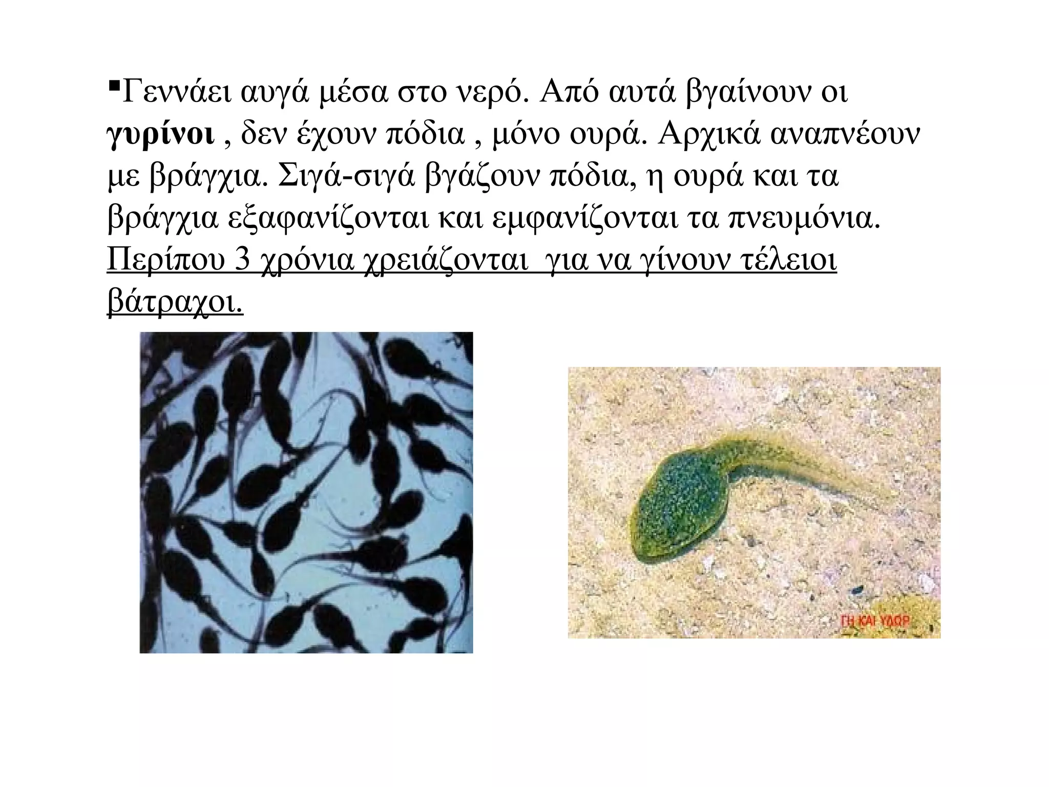 Γεννάει αυγά μέσα στο νερό. Από αυτά βγαίνουν οι
γυρίνοι , δεν έχουν πόδια , μόνο ουρά. Αρχικά αναπνέουν
με βράγχια. Σιγά-σιγά βγάζουν πόδια, η ουρά και τα
βράγχια εξαφανίζονται και εμφανίζονται τα πνευμόνια.
Περίπου 3 χρόνια χρειάζονται για να γίνουν τέλειοι
βάτραχοι.
 