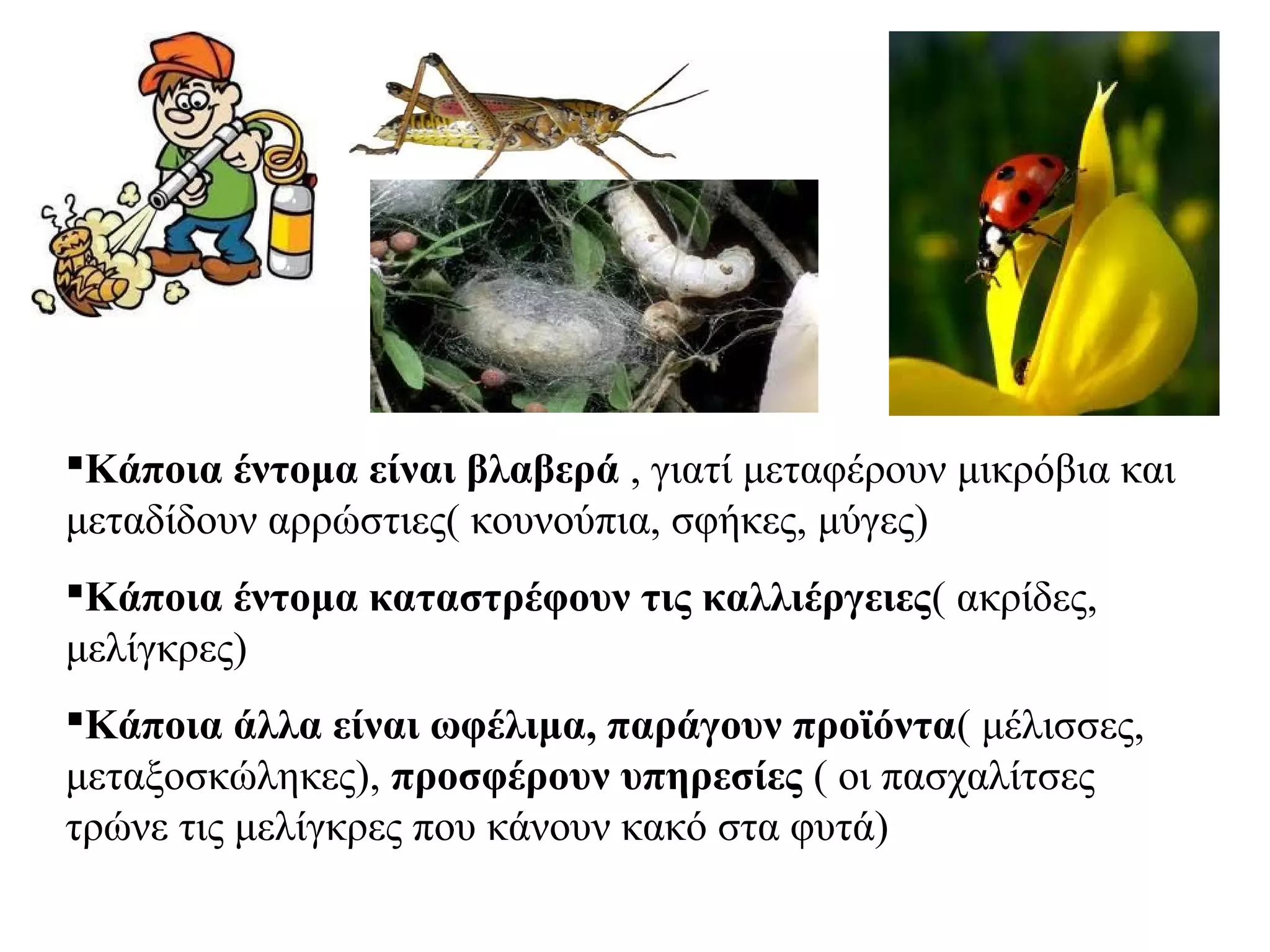 Κάποια έντομα είναι βλαβερά , γιατί μεταφέρουν μικρόβια και
μεταδίδουν αρρώστιες( κουνούπια, σφήκες, μύγες)
Κάποια έντομα καταστρέφουν τις καλλιέργειες( ακρίδες,
μελίγκρες)
Κάποια άλλα είναι ωφέλιμα, παράγουν προϊόντα( μέλισσες,
μεταξοσκώληκες), προσφέρουν υπηρεσίες ( οι πασχαλίτσες
τρώνε τις μελίγκρες που κάνουν κακό στα φυτά)
 