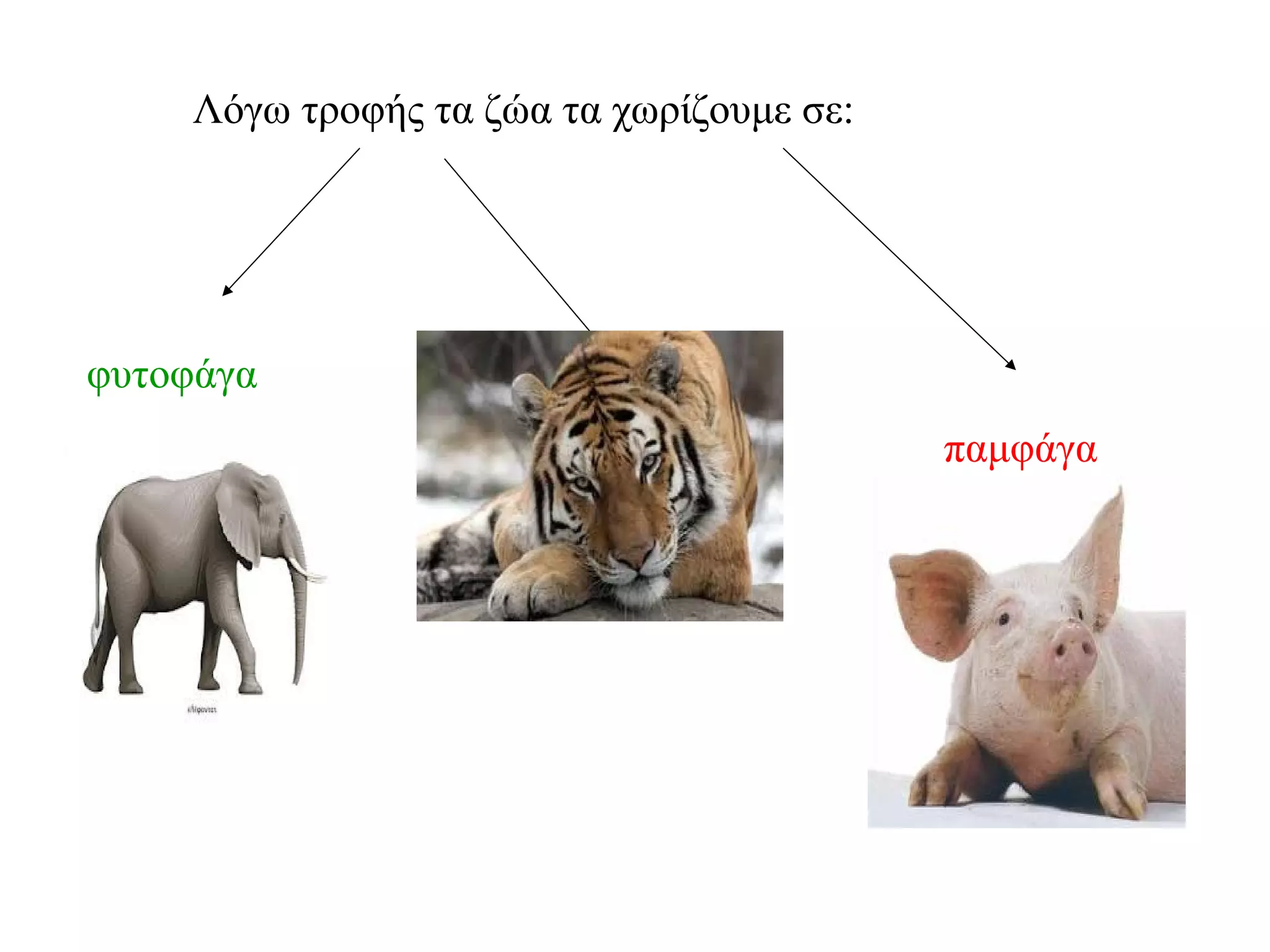 Λόγω τροφής τα ζώα τα χωρίζουμε σε:
φυτοφάγα
σαρκοφάγα
παμφάγα
 