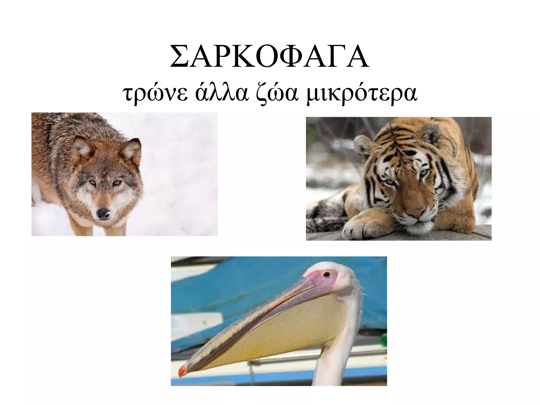 ΣΑΡΚΟΦΑΓΑ
τρώνε άλλα ζώα μικρότερα
 