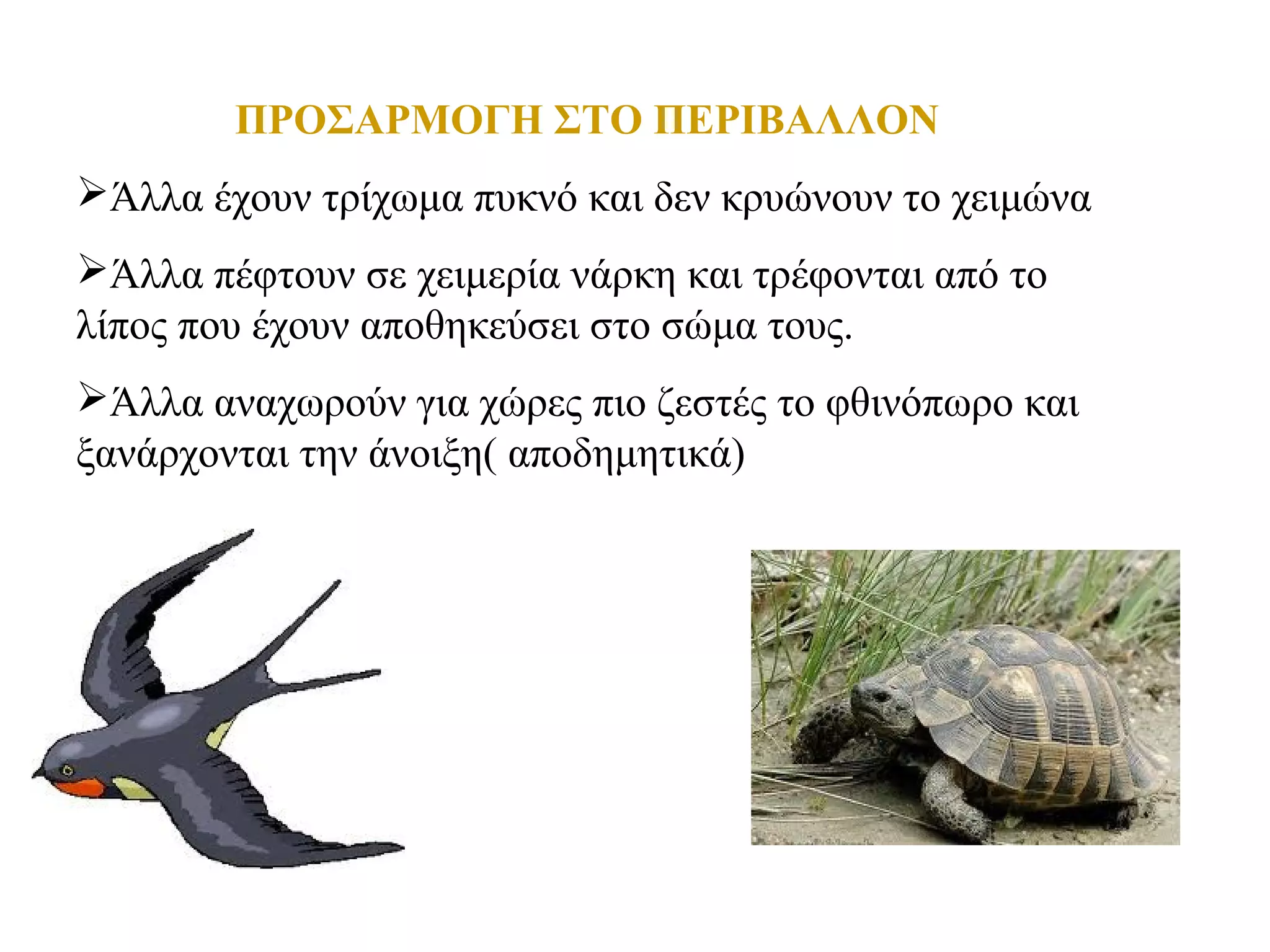 ΠΡΟΣΑΡΜΟΓΗ ΣΤΟ ΠΕΡΙΒΑΛΛΟΝ
Άλλα έχουν τρίχωμα πυκνό και δεν κρυώνουν το χειμώνα
Άλλα πέφτουν σε χειμερία νάρκη και τρέφονται από το
λίπος που έχουν αποθηκεύσει στο σώμα τους.
Άλλα αναχωρούν για χώρες πιο ζεστές το φθινόπωρο και
ξανάρχονται την άνοιξη( αποδημητικά)
 