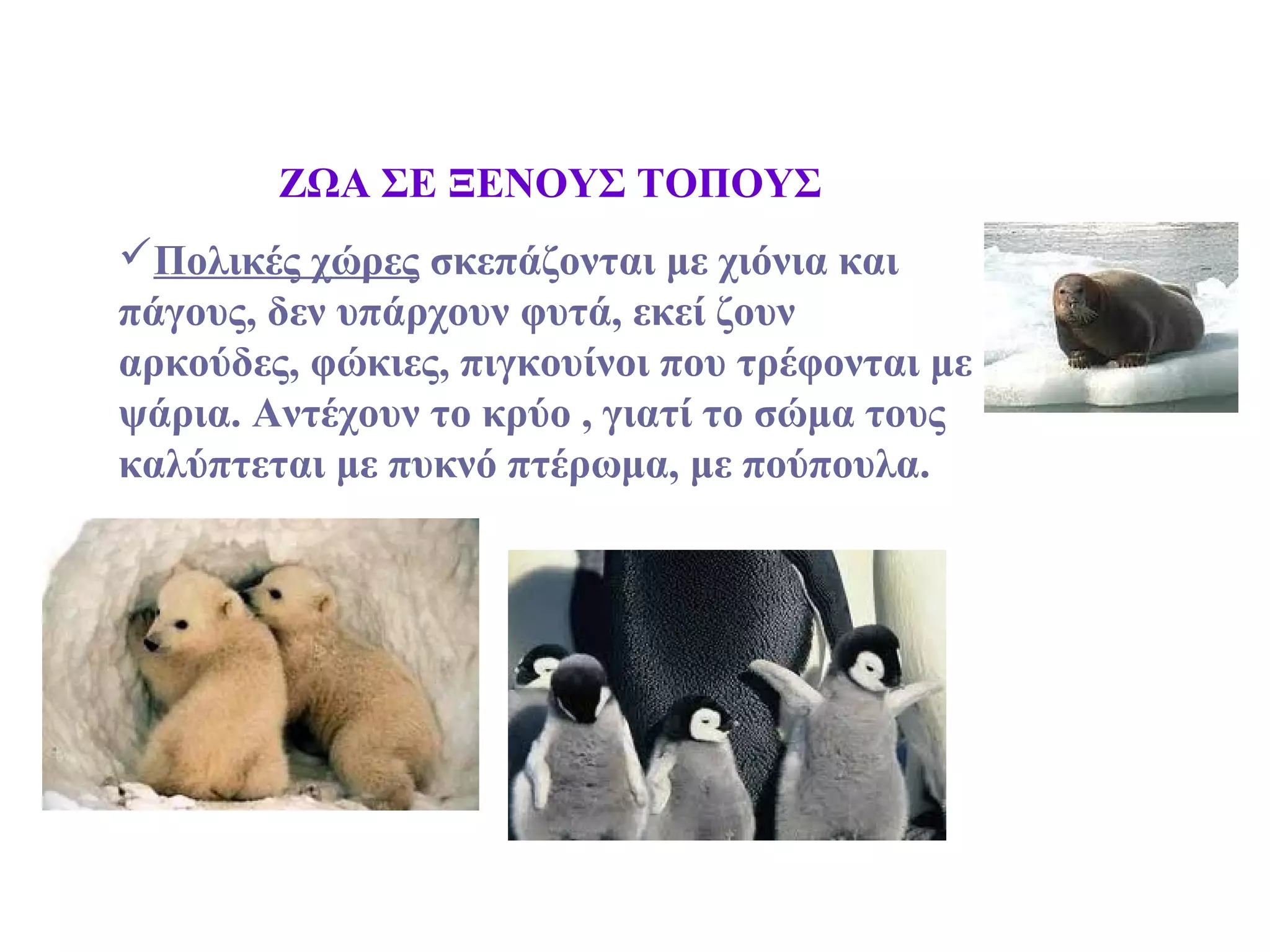 ΖΩΑ ΣΕ ΞΕΝΟΥΣ ΤΟΠΟΥΣ
Πολικές χώρες σκεπάζονται με χιόνια και
πάγους, δεν υπάρχουν φυτά, εκεί ζουν
αρκούδες, φώκιες, πιγκουίνοι που τρέφονται με
ψάρια. Αντέχουν το κρύο , γιατί το σώμα τους
καλύπτεται με πυκνό πτέρωμα, με πούπουλα.
 