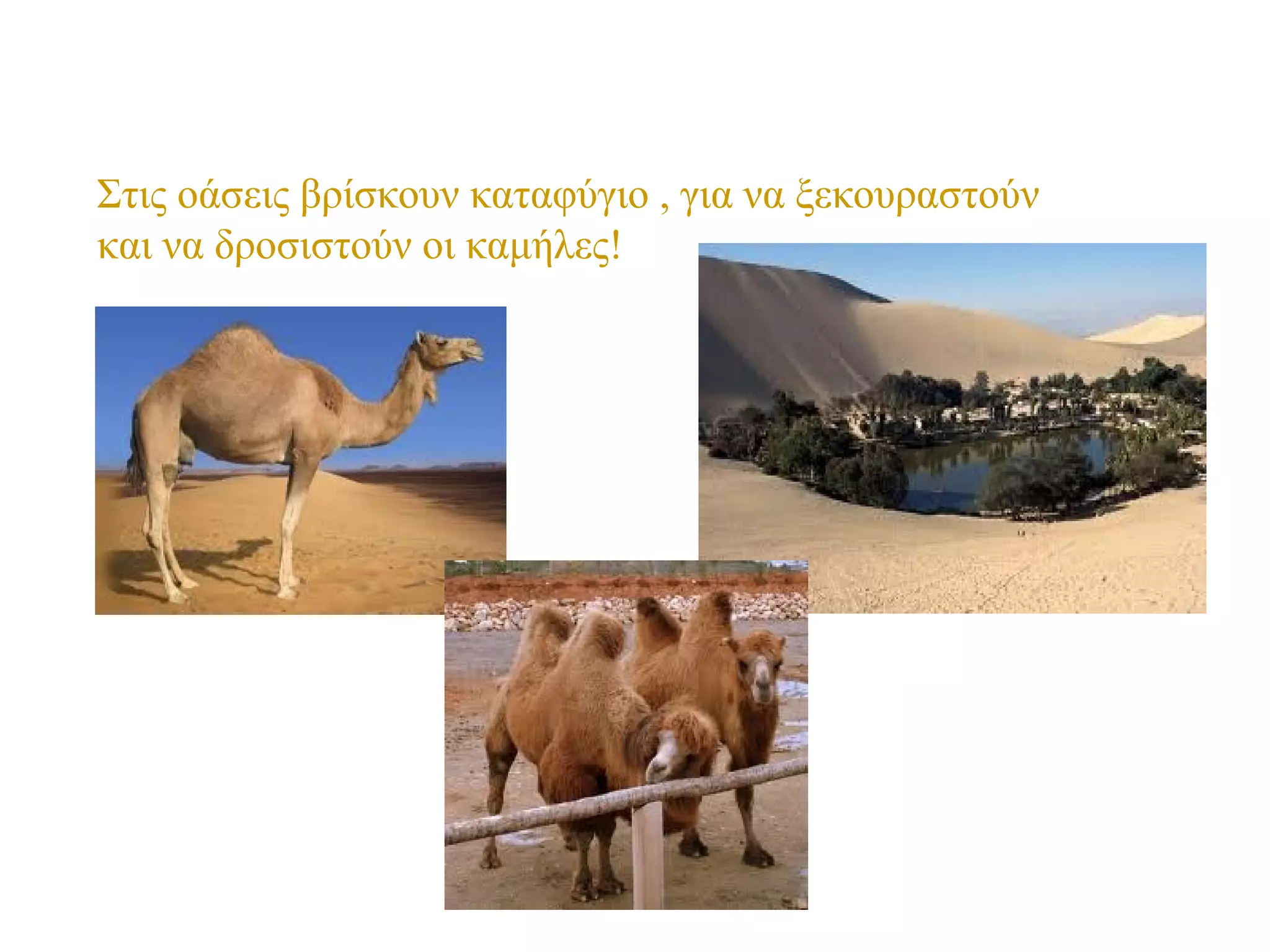 Στις οάσεις βρίσκουν καταφύγιο , για να ξεκουραστούν
και να δροσιστούν οι καμήλες!
 