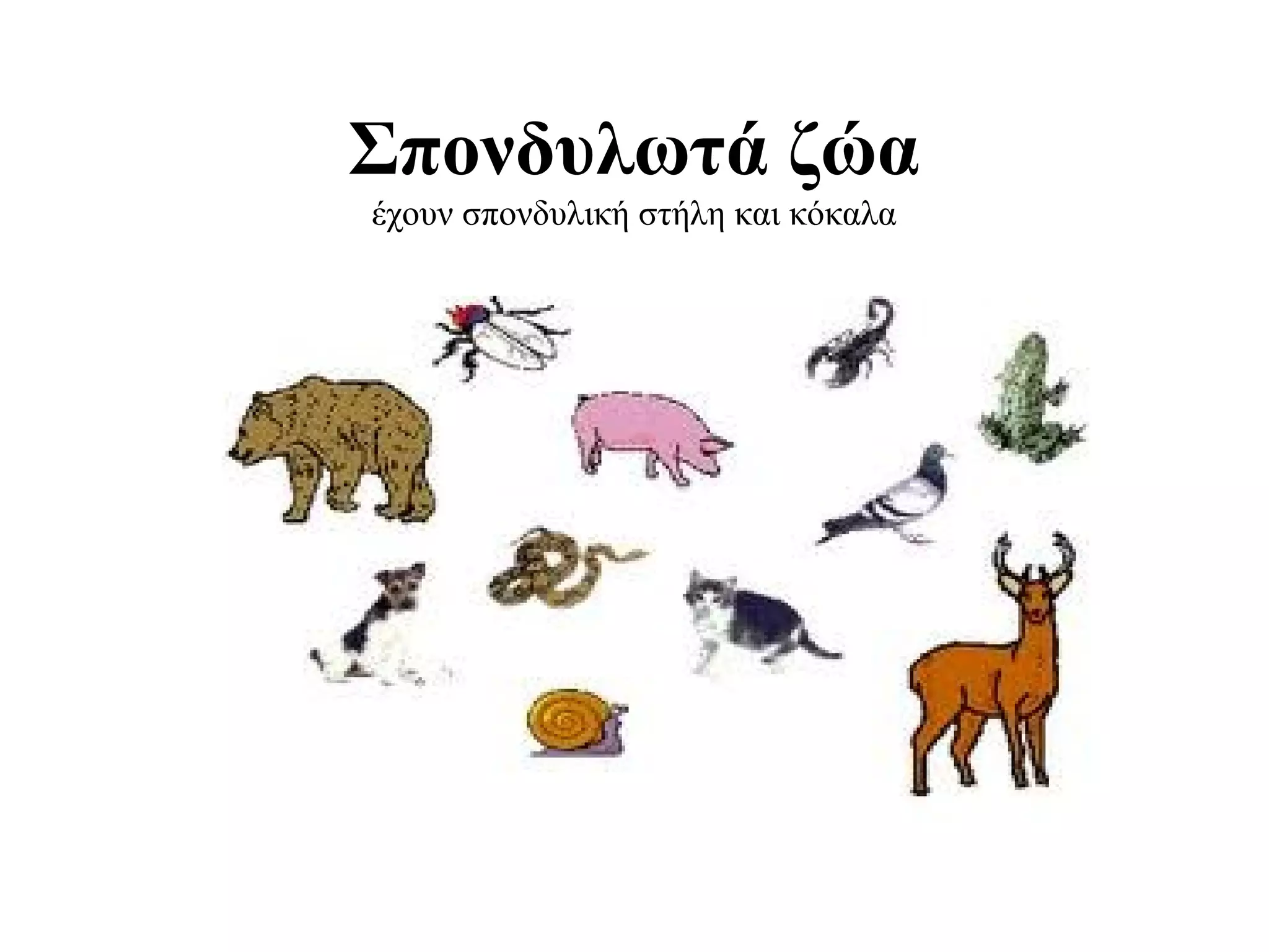 Σπονδυλωτά ζώα
έχουν σπονδυλική στήλη και κόκαλα
 