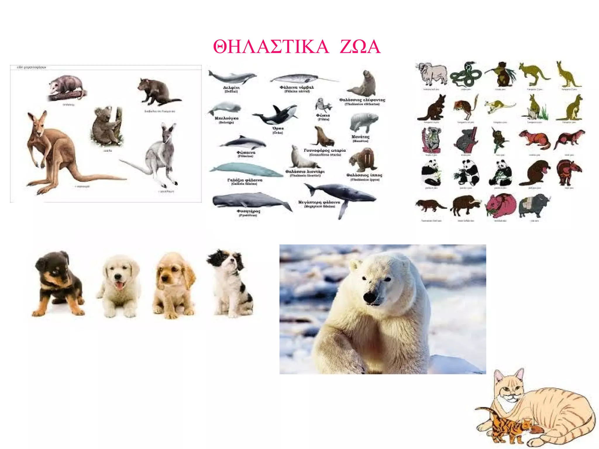 ΘΗΛΑΣΤΙΚΑ ΖΩΑ
 