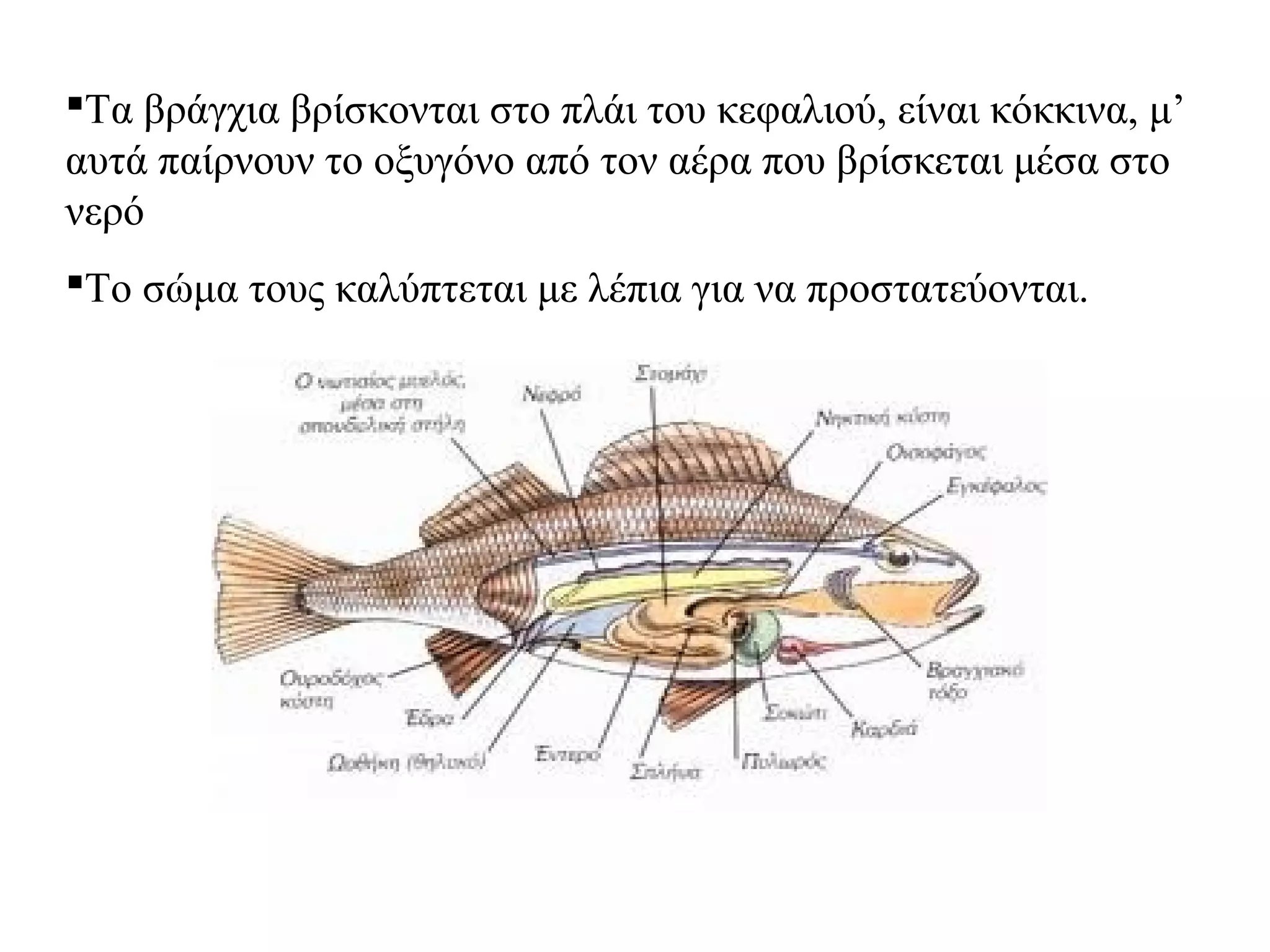 Τα βράγχια βρίσκονται στο πλάι του κεφαλιού, είναι κόκκινα, μ’
αυτά παίρνουν το οξυγόνο από τον αέρα που βρίσκεται μέσα στο
νερό
Το σώμα τους καλύπτεται με λέπια για να προστατεύονται.

 
