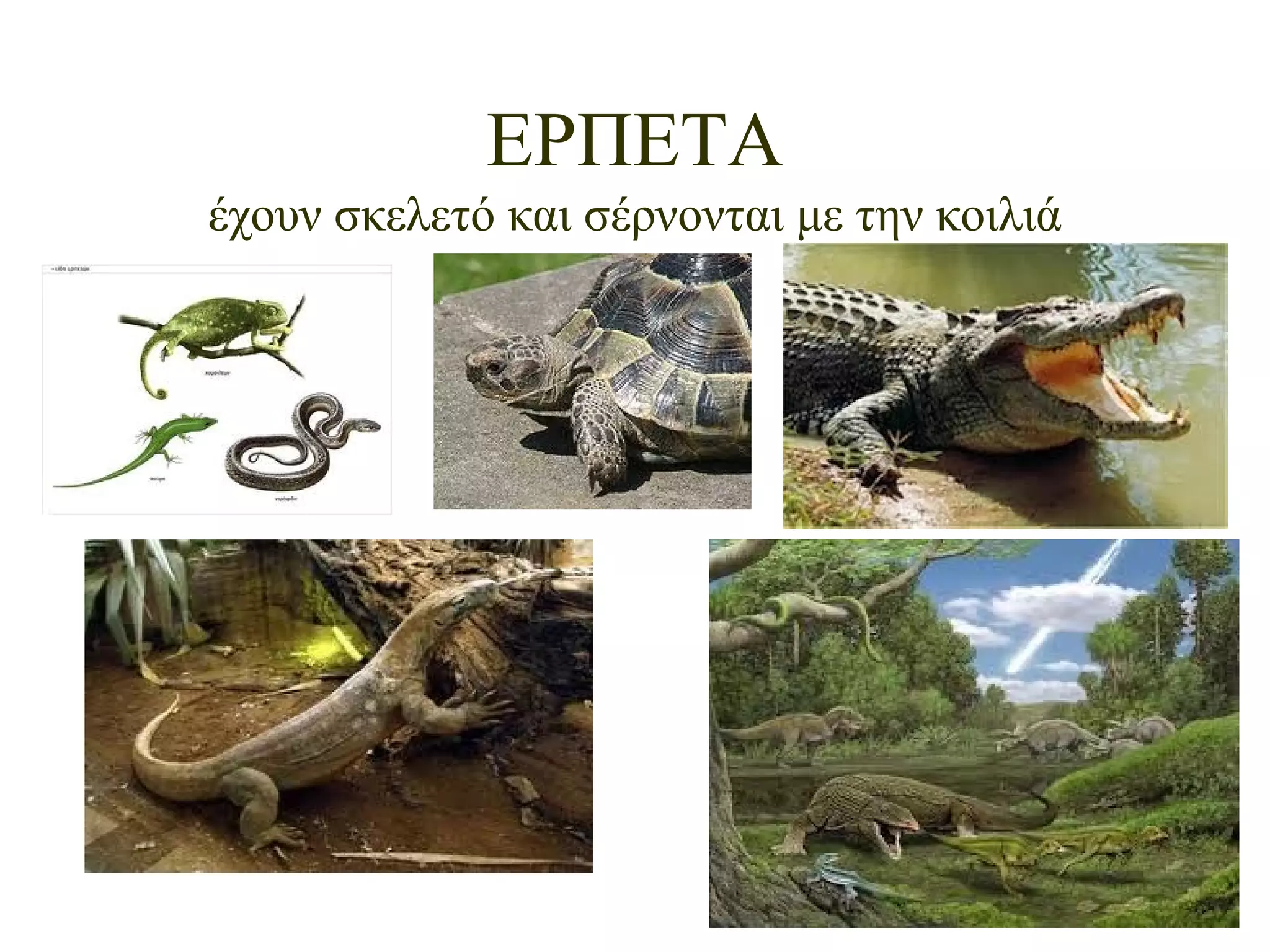 ΕΡΠΕΤΑ
έχουν σκελετό και σέρνονται με την κοιλιά

 