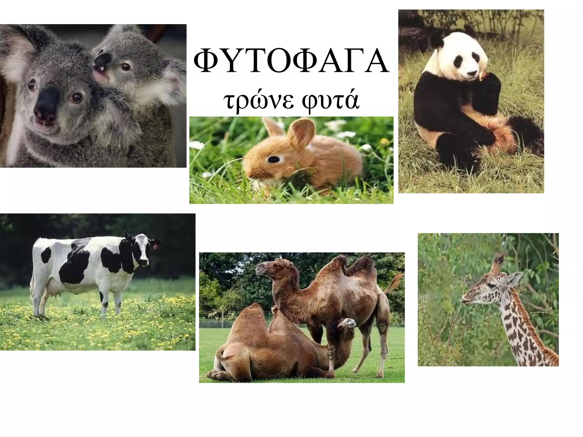 ΦΥΤΟΦΑΓΑ
τρώνε φυτά

 