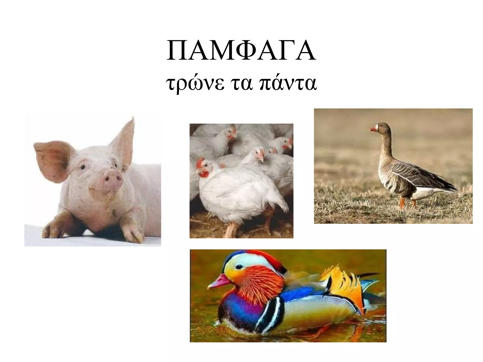 ΠΑΜΦΑΓΑ
τρώνε τα πάντα

 