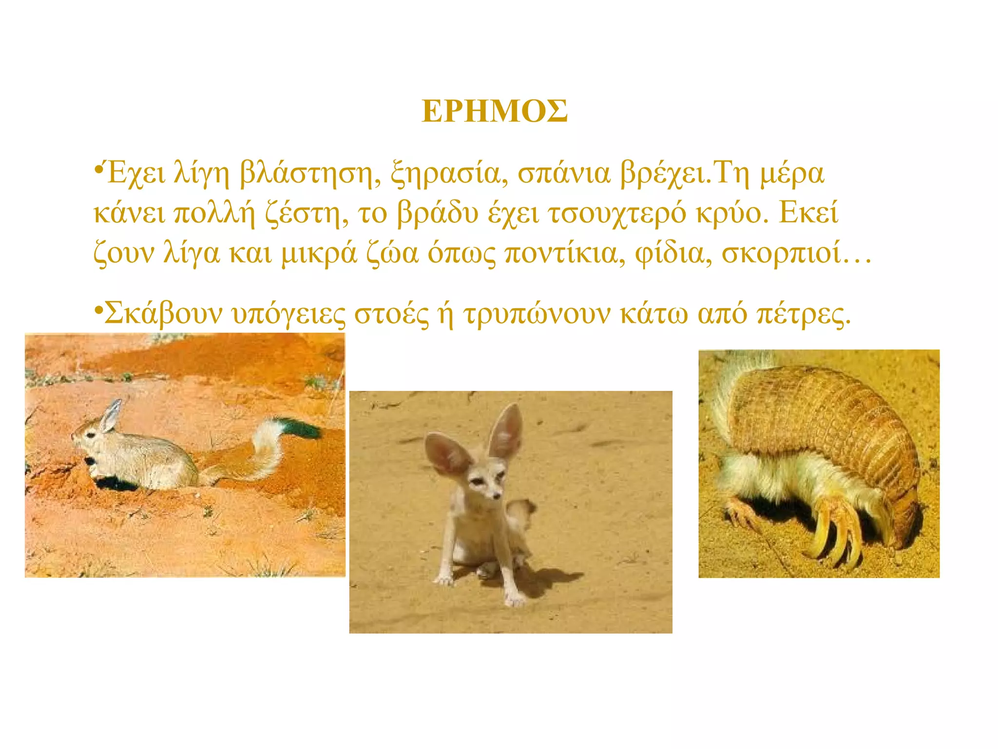 ΕΡΗΜΟΣ
•Έχει λίγη βλάστηση, ξηρασία, σπάνια βρέχει.Τη μέρα
κάνει πολλή ζέστη, το βράδυ έχει τσουχτερό κρύο. Εκεί
ζουν λίγα και μικρά ζώα όπως ποντίκια, φίδια, σκορπιοί…
•Σκάβουν υπόγειες στοές ή τρυπώνουν κάτω από πέτρες.

 