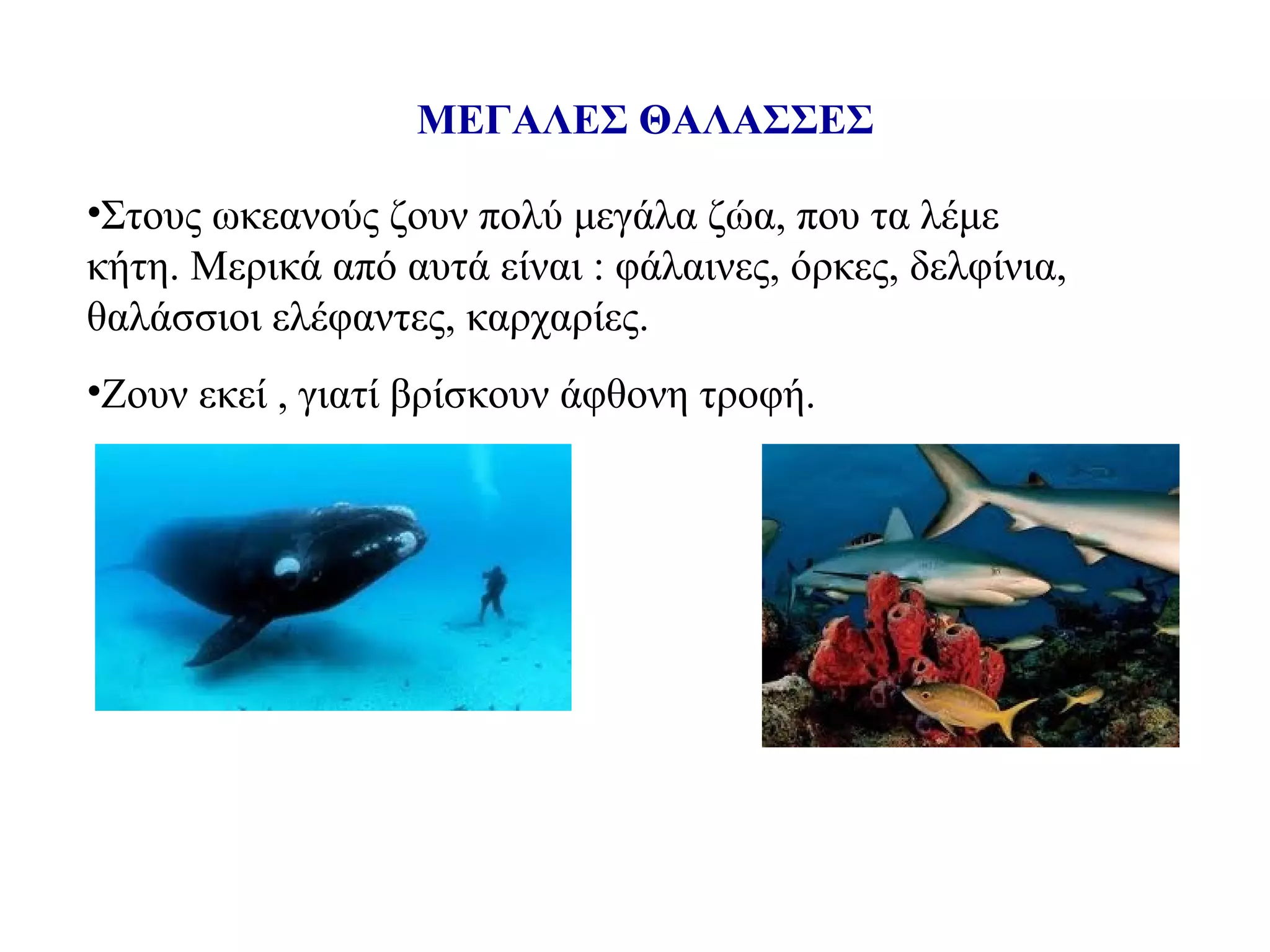 ΜΕΓΑΛΕΣ ΘΑΛΑΣΣΕΣ
•Στους ωκεανούς ζουν πολύ μεγάλα ζώα, που τα λέμε
κήτη. Μερικά από αυτά είναι : φάλαινες, όρκες, δελφίνια,
θαλάσσιοι ελέφαντες, καρχαρίες.
•Ζουν εκεί , γιατί βρίσκουν άφθονη τροφή.

 