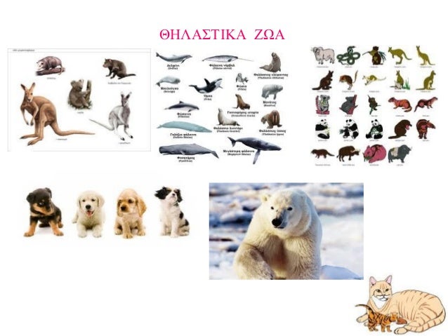 Αποτέλεσμα εικόνας για θηλαστικα ζωα slideshare