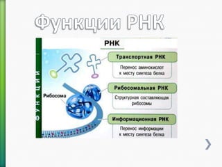 Нуклеиновые кислоты