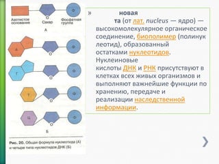 »

новая
та (от лат. nucleus — ядро) —
высокомолекулярное органическое
соединение, биополимер (полинук
леотид), образованный
остатками нуклеотидов.
Нуклеиновые
кислоты ДНК и РНК присутствуют в
клетках всех живых организмов и
выполняют важнейшие функции по
хранению, передаче и
реализации наследственной
информации.

 