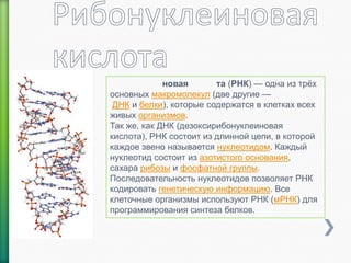 новая
та (РНК) — одна из трѐх
основных макромолекул (две другие —
ДНК и белки), которые содержатся в клетках всех
живых организмов.
Так же, как ДНК (дезоксирибонуклеиновая
кислота), РНК состоит из длинной цепи, в которой
каждое звено называется нуклеотидом. Каждый
нуклеотид состоит из азотистого основания,
сахара рибозы и фосфатной группы.
Последовательность нуклеотидов позволяет РНК
кодировать генетическую информацию. Все
клеточные организмы используют РНК (мРНК) для
программирования синтеза белков.

 