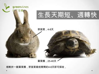 生長天期短、週轉快
芽苗菜，4-8天

葉菜類，25-40天
相較於一般葉菜類，芽苗菜栽培期間約4-8天即可採收，

 