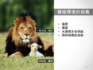 種植環境的挑戰

一般作物，強壯

芽苗菜，纖弱

•
•
•
•

溫度
濕度
水源與水份供給
照料時間的消耗

 