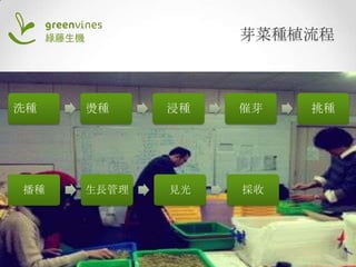 芽菜種植流程

洗種

播種

燙種

浸種

催芽

生長管理

見光

採收

挑種

 