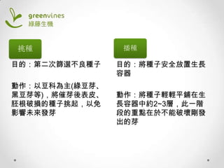 挑種
目的：第二次篩選不良種子

動作：以豆科為主(綠豆芽、
黑豆芽等)，將催芽後表皮、
胚根破損的種子挑起，以免
影響未來發芽

播種

目的：將種子安全放置生長
容器

動作：將種子輕輕平鋪在生
長容器中約2~3層，此一階
段的重點在於不能破壞剛發
出的芽

 